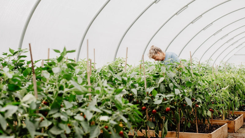 The Journey of our Chilli Jam